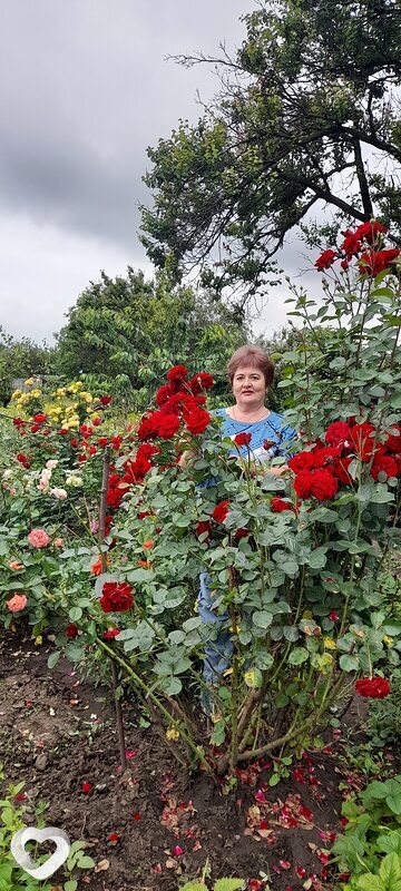 Ева
