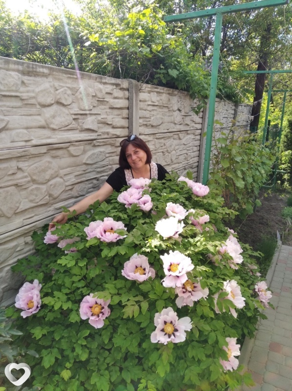Лина